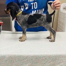Yellow - Blue ticked and tan female Bluetick Coonhound puppy in Cherryville, North Carolina from Evenstar-WesRidge Bluetick Hounds