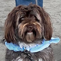 Leo - Havanese