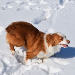 Envy - Miniature Australian Shepherd
