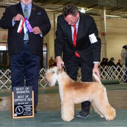 Tyler - Soft Coated Wheaten Terrier