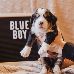 Bernedoodle Puppies from Bernedoodles of the Ozarks