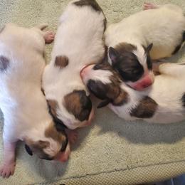 Boy 4 - Great Pyrenees puppy in Arroyo Grande, California from Wild Bunch Ranch - Home of Le Patou Great Pyrenees