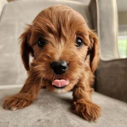 Karat - Red  female Goldendoodle puppy in Grand Junction, Colorado from QP Doodles