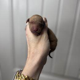 Girl 3 - Red  female Goldendoodle puppy in Fayetteville, Arkansas from Silver Hill Farm