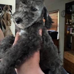 Bedlington Terrier Puppies from RYAS Bedlington Terriers Kennel