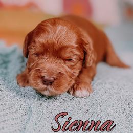 Sienna - Red female Australian Labradoodle puppy in Decatur, Alabama from Southern Meadows Doodles