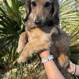 Richard - Dachshund