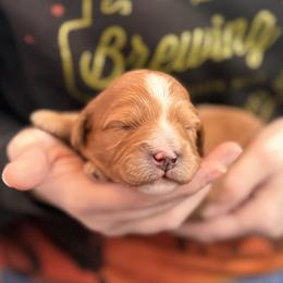 Hela - Red female Cavapoo puppy in Kalamazoo, Michigan from Sleeping Bear Kennels