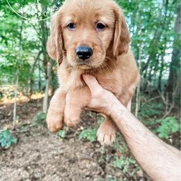 Rocky - red - Dark golden male Golden Retriever puppy in Greeneville, Tennessee from Cultivate Farm