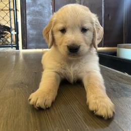 Golden Retriever Puppies from Apple Country Retrievers