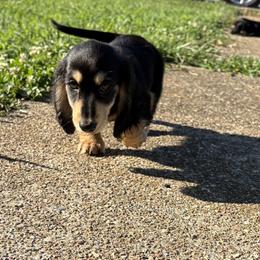 Dachshunds from Lexie’s Mini Dachshunds