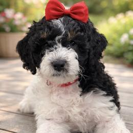Red collar - Black and white female Sheepadoodle puppy in Hudson, Florida from Tampa Sheepadoodles