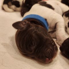 Deutsch-Drahthaar Puppies from vom Cornerstone