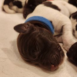Deutsch-Drahthaar Puppies from vom Cornerstone