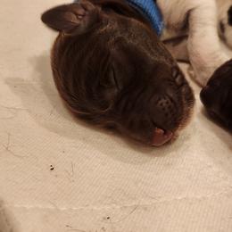 Deutsch-Drahthaar Puppies from vom Cornerstone