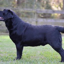 Labrador Retriever All Grown Up from Tamerlane Labradors