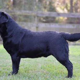 Labrador Retriever All Grown Up from Tamerlane Labradors