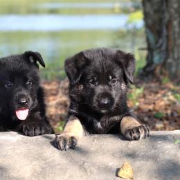 German Shepherd Puppies from Oakmont Shepherds
