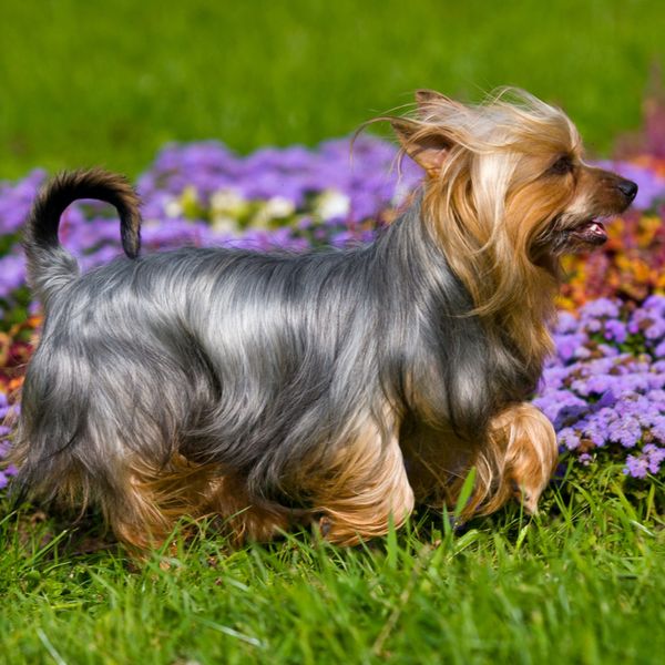 Silky Terrier