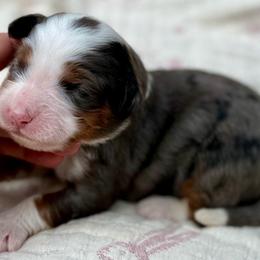 S’more (black collar) - Blue merle male Bernedoodle puppy in Colorado Springs, Colorado from Mercy Mountain Bernedoodles