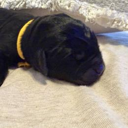 Blackberry - Black female Labrador Retriever puppy in Canton, Georgia from Dukes Retirevers