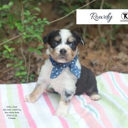 Rowdy Maverick- BMM3 - male Toy Australian Shepherd puppy in Nacogdoches, Texas from TK Standard, Mini, & Toy Aussies