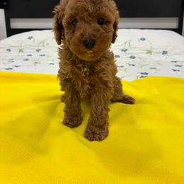 Elena - Red  female Poodle puppy in Miami, Florida from Sakura Poodles