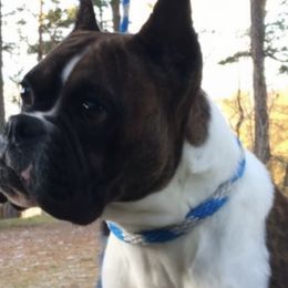 Annabelle - Boxer