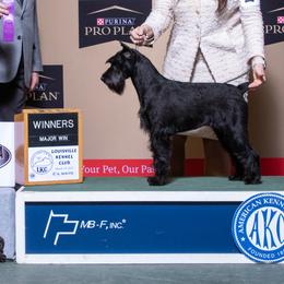 Cane Corso and Standard Schnauzers from Sarama