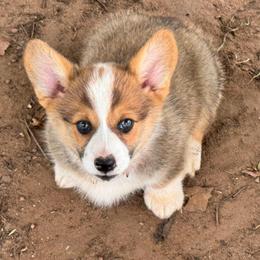 Rizzy - Sable female Pembroke Welsh Corgi puppy in Millsap, Texas from Punchy Pembroke Ranch