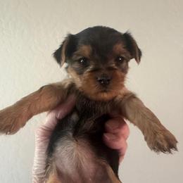 Sweet Pea - Black and tan female Yorkshire Terrier puppy in Rathdrum, Idaho from CDA Heavenly Yorkies
