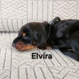 Elvira - Black and rust female Doberman Pinscher puppy in Blanchester, Ohio from Battle Creek Dobermans