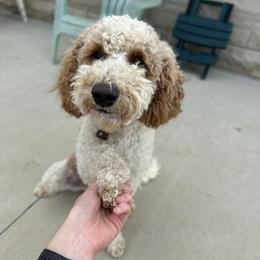 Ollie - Parti male Goldendoodle puppy in Crothersville, Indiana from Wischmeier’s Doodles