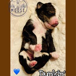 Dunkin' - Sable male Bernedoodle puppy in Belleville, Michigan from Moose Tracks Bernedoodles