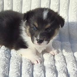 ASHER - Black and tan male Pembroke Welsh Corgi puppy in Walker, Iowa from Double K Corgis