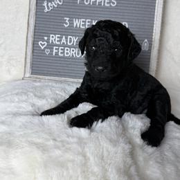 Teal collar - Black and white female Aussiedoodle puppy in Mount Ulla, North Carolina from Girls of anarchy farm