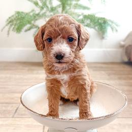 Rumi - Red  female Goldendoodle puppy in Woodland Hills, Utah from The Fairy Paw Mother