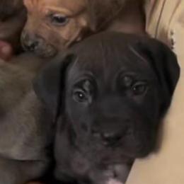 Coco - Black female Cane Corso puppy in San Isidro, Texas from MTZCC Ranch, LLC