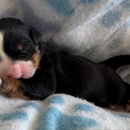 Lady Hyacinth - Tri-color female Bernedoodle puppy in Forsyth, Illinois from Birdies Mini Bernedoodles