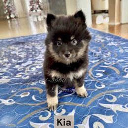 Kia - Black female Pomsky puppy in Long Grove, Illinois from Windy City Pomsky