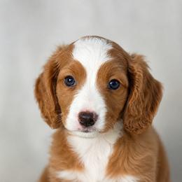 Copper - Red male Cavapoo puppy in Knoxville, Tennessee from Duke’s Forever Doodles