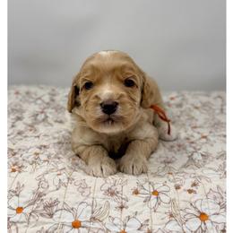 Opal - Caramel cream female Australian Labradoodle puppy in Sacramento, California from Little Farmstead Labradoodles