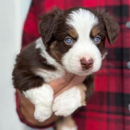 Red tri male - Red tri male Miniature Australian Shepherd puppy in Riverton, Utah from Iron Spirit Homestead & Aussies