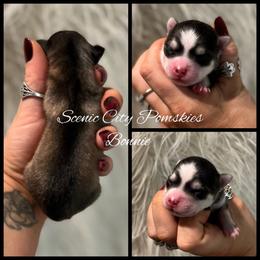 Bonnie - Silver and white female Pomsky puppy in Rossville, Georgia from Scenic City Pomskies
