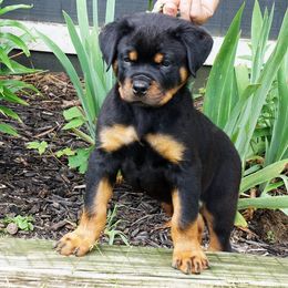 Rottweiler and Toy Shetland Sheepdog Puppies from Mountain High Kennels