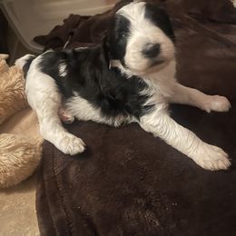 Aussiedoodle Puppies from Deason Doodles