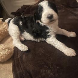 Aussiedoodle Puppies from Deason Doodles