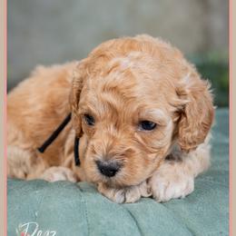 Malibu - Red female Cockapoo puppy in Connersville, Indiana from Deaz Doodle Ranch