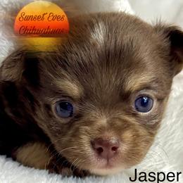 Chihuahua Puppies from Sunset Eves Chihuahuas