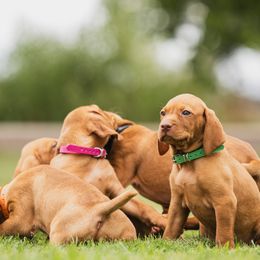 Vizslas from Carter Vizsla